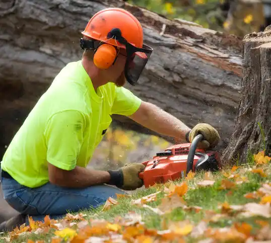 tree services Mercerville